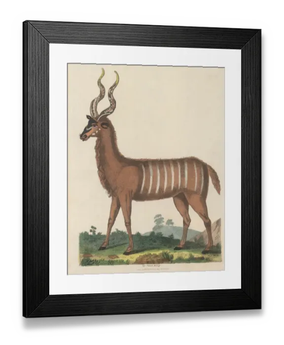 Framed Print : The Striped Antelope Framed Print : The Striped Antelope