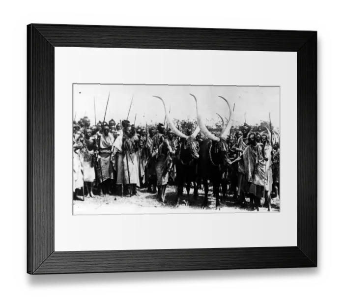 Framed Print : Congo Cattle Framed Print : Congo Cattle