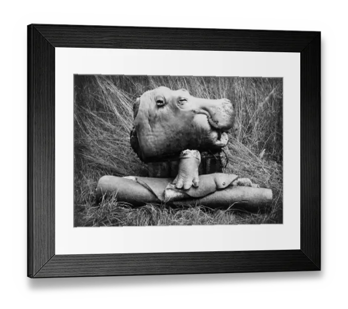 Framed Print : Half A Hippo Framed Print : Half A Hippo