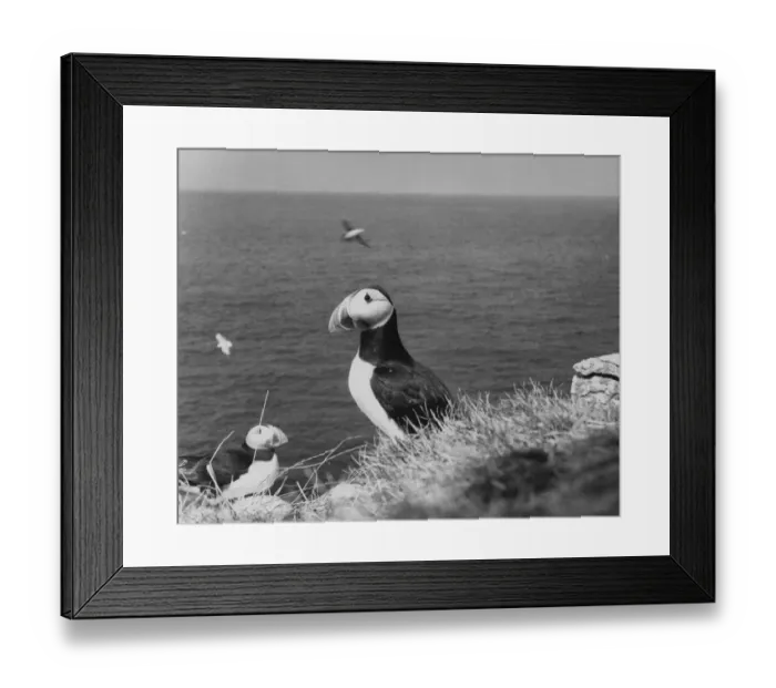 Framed Print : Puffin Island Framed Print : Puffin Island