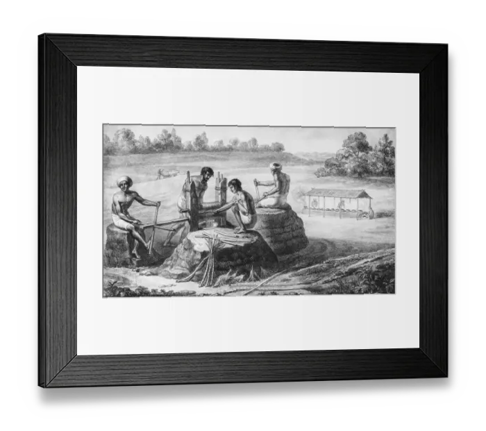Framed Print : Crushing Sugar Cane Framed Print : Crushing Sugar Cane