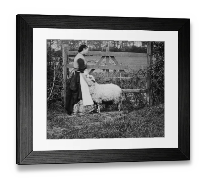 Framed Print : Pet Sheep. A woman stands with her arms around her pet sheep, circa 1890 Framed Print : Pet Sheep. A woman stands with her arms around her pet sheep, circa 1890