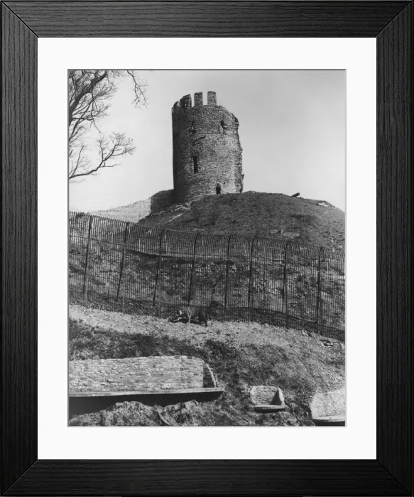 Framed Print : Tiger At Dudley Framed Print : Tiger At Dudley