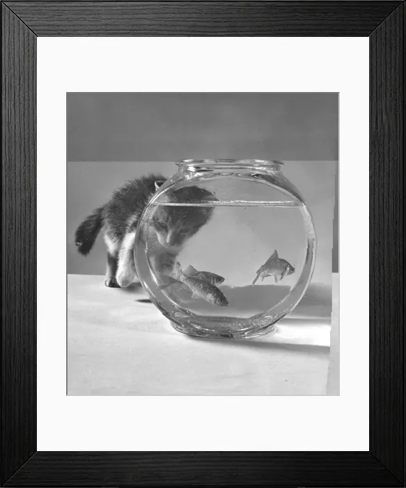 Framed Print : Curious Kitten Framed Print : Curious Kitten