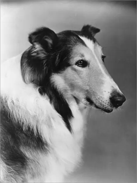 Lassie. circa 1950: Lassie, the acting dog who performed almost like a