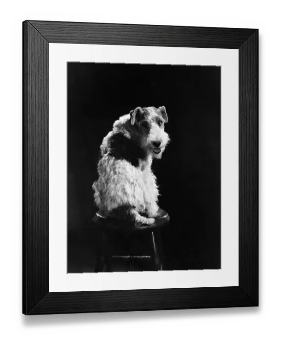 Framed Print : Dog Star. circa 1934: Asta II, the talented canine actor who appeared in Framed Print : Dog Star. circa 1934: Asta II, the talented canine actor who appeared in