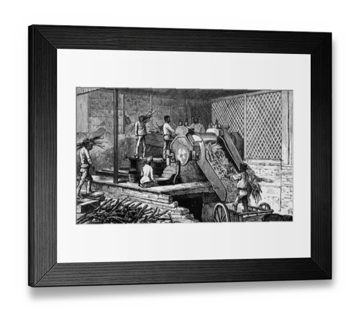 Framed Print : Sugar Cane Crushing Framed Print : Sugar Cane Crushing