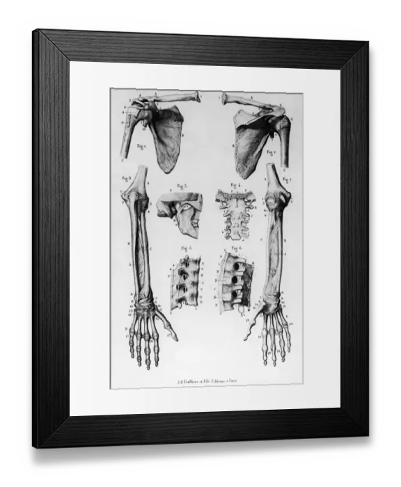 Framed Print : Human Bones Framed Print : Human Bones