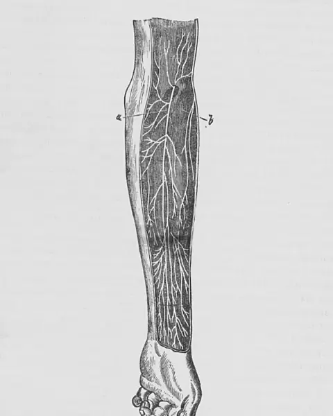 Nerves In The Human Arm