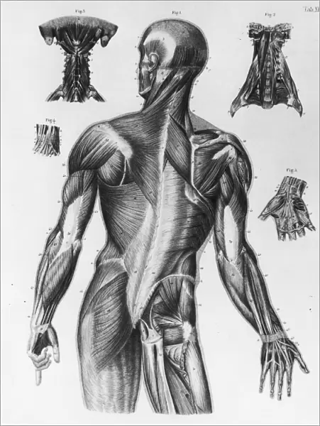 Human Musculature