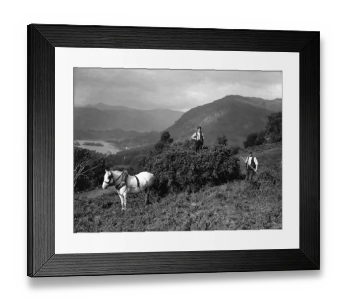 Framed Print : Bracken Harvest Framed Print : Bracken Harvest