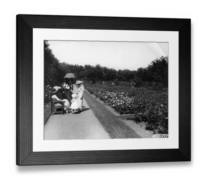 Framed Print : Rose Garden Framed Print : Rose Garden
