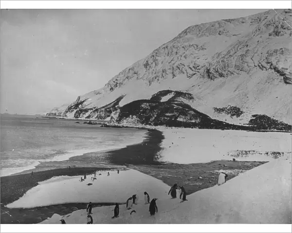Penguins on Elephant Island aken during Sir Ernest Henry Shackletons Antarctic expedition on SS Endurance