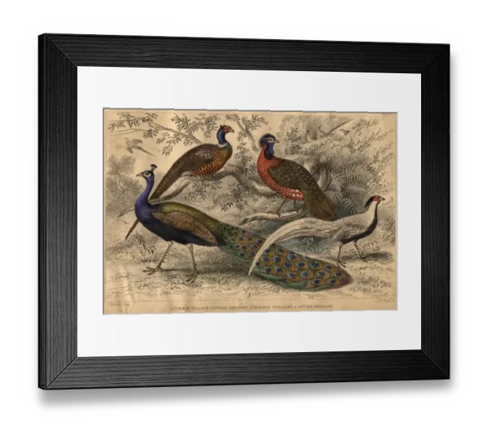 Framed Print : Pheasant Family Framed Print : Pheasant Family