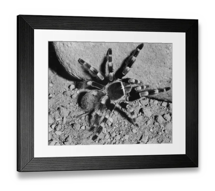 Framed Print : Eight Legged Freak Framed Print : Eight Legged Freak