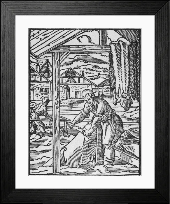 Framed Print : Scraping Hide Framed Print : Scraping Hide