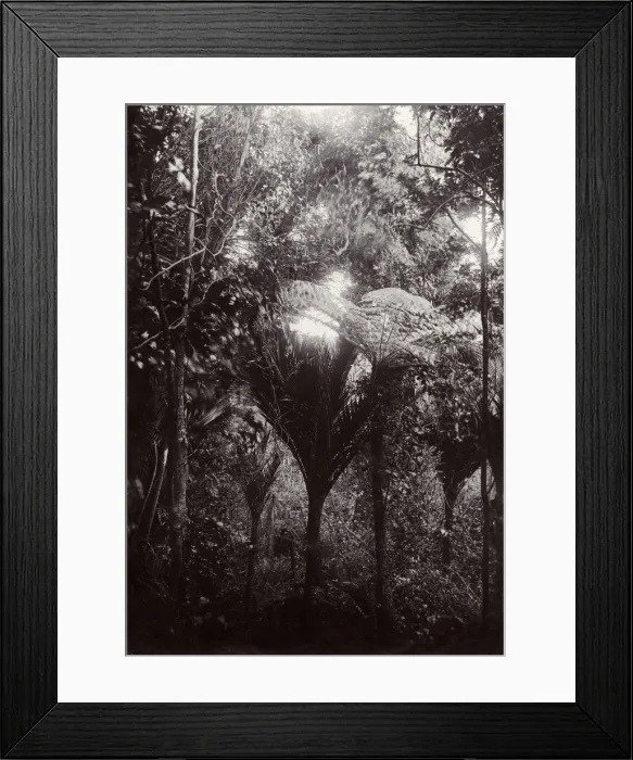 Framed Print : Nikau Palms Framed Print : Nikau Palms