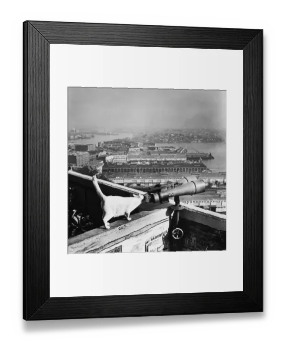 Framed Print : Cat Scan. George, a white cat who lives at the top of one of the pylon Framed Print : Cat Scan. George, a white cat who lives at the top of one of the pylon