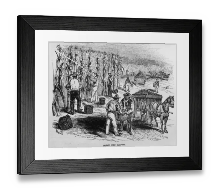 Framed Print : Maize Harvest Framed Print : Maize Harvest