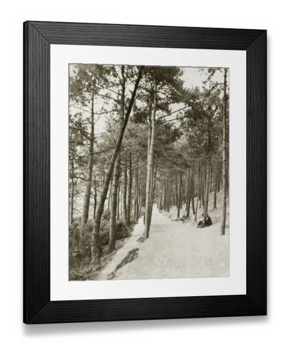 Framed Print : Woodland Path Framed Print : Woodland Path