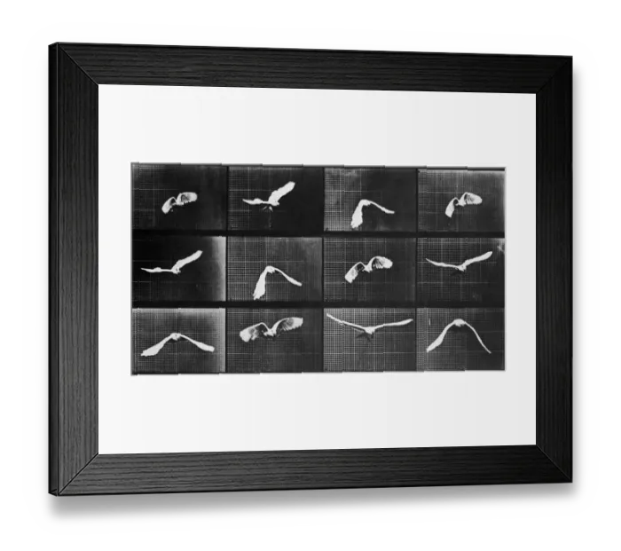 Framed Print : Bird In Flight Framed Print : Bird In Flight