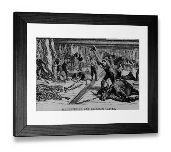 Framed Print : Cattle Slaughter Framed Print : Cattle Slaughter