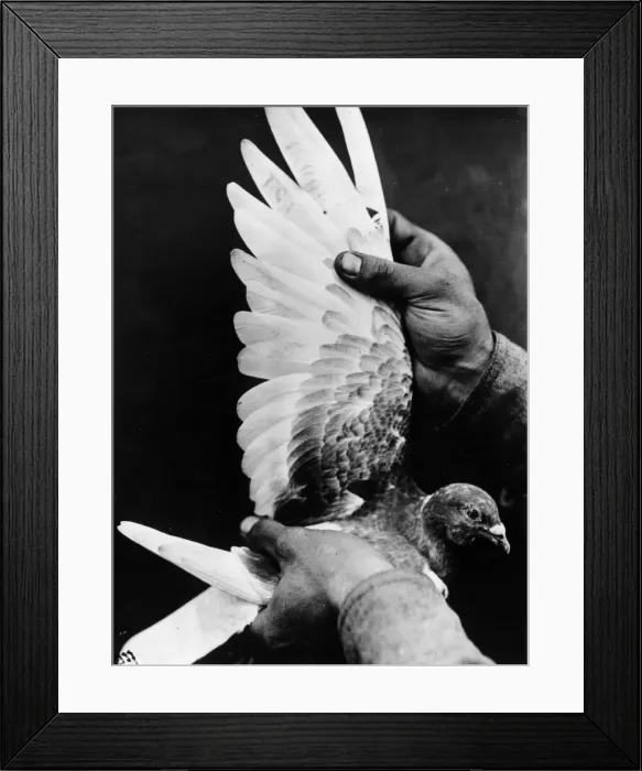 Framed Print : Carrier Pigeon Framed Print : Carrier Pigeon