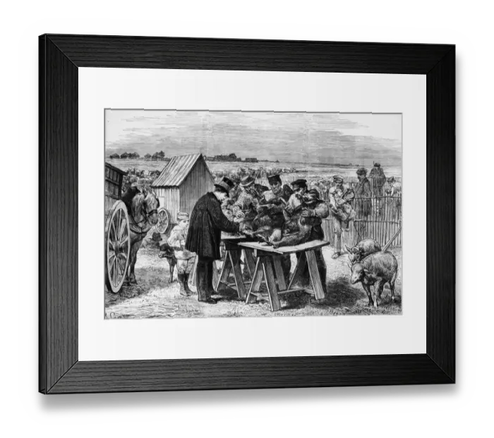 Framed Print : Vaccinating Sheep Framed Print : Vaccinating Sheep