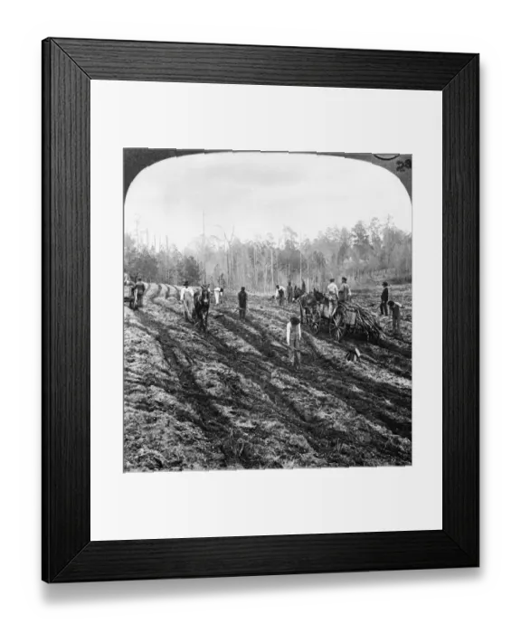 Framed Print : Planting Sugar Cane in Georgia Framed Print : Planting Sugar Cane in Georgia