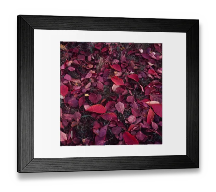 Framed Print : Autumn Leaves Framed Print : Autumn Leaves