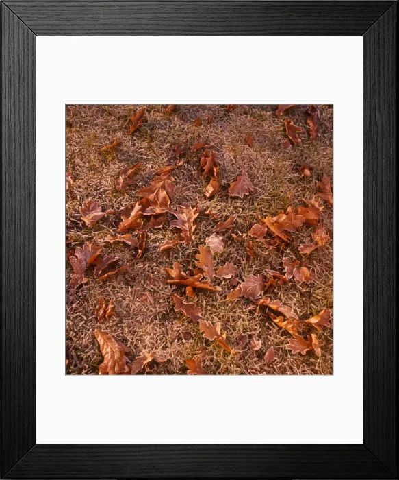 Framed Print : Autumn Frost Framed Print : Autumn Frost