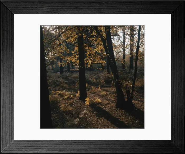 Framed Print : Autumn Forest Framed Print : Autumn Forest