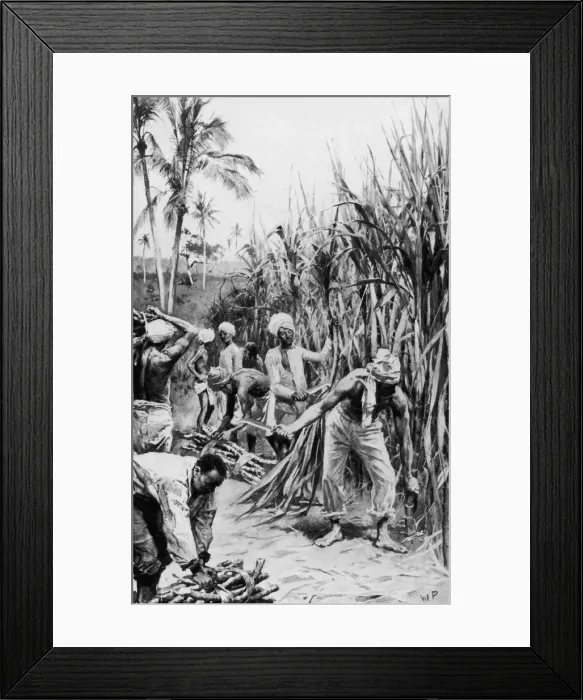 Framed Print : Cane Cutters Framed Print : Cane Cutters