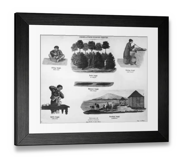 Framed Print : Coffee Growing Framed Print : Coffee Growing