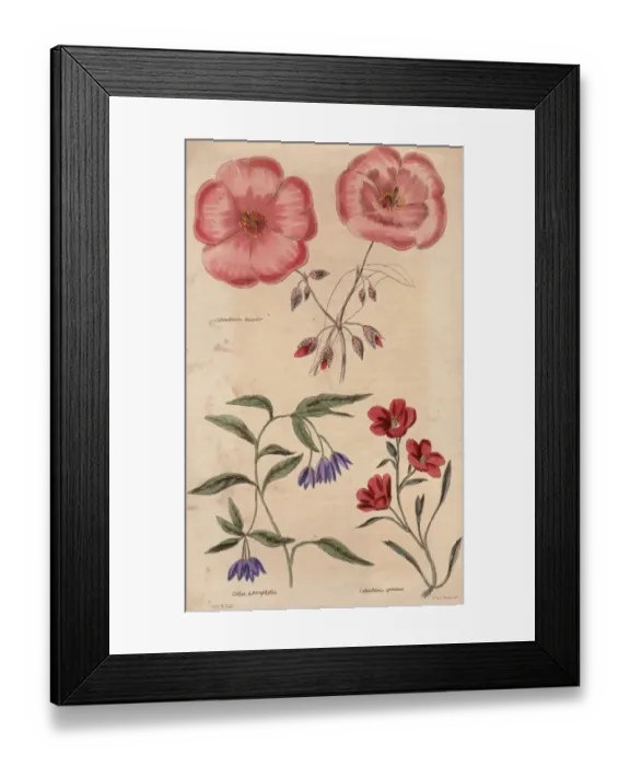 Framed Print : Calandrinia Framed Print : Calandrinia