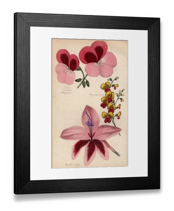 Framed Print : Gladiolus. 1st June 1839: Garths Joan of Arc Pelargonium, Chorozema varium Framed Print : Gladiolus. 1st June 1839: Garths Joan of Arc Pelargonium, Chorozema varium
