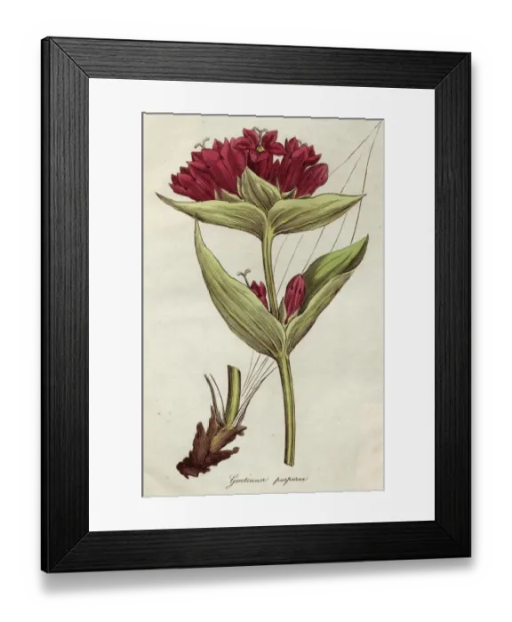 Framed Print : Purple Gentian Framed Print : Purple Gentian