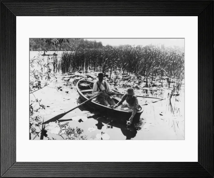 Framed Print : Gathering Lilies Framed Print : Gathering Lilies