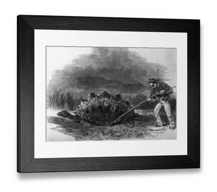 Framed Print : Land Tortoise