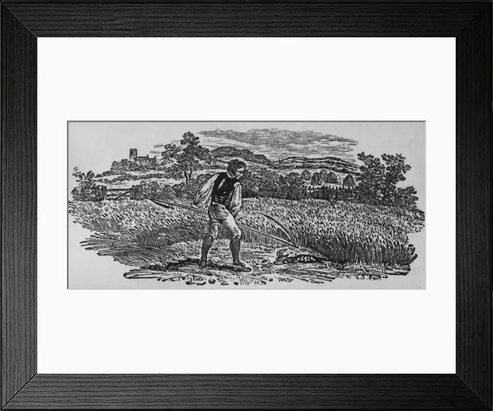 Framed Print : Harvesting Grain Framed Print : Harvesting Grain