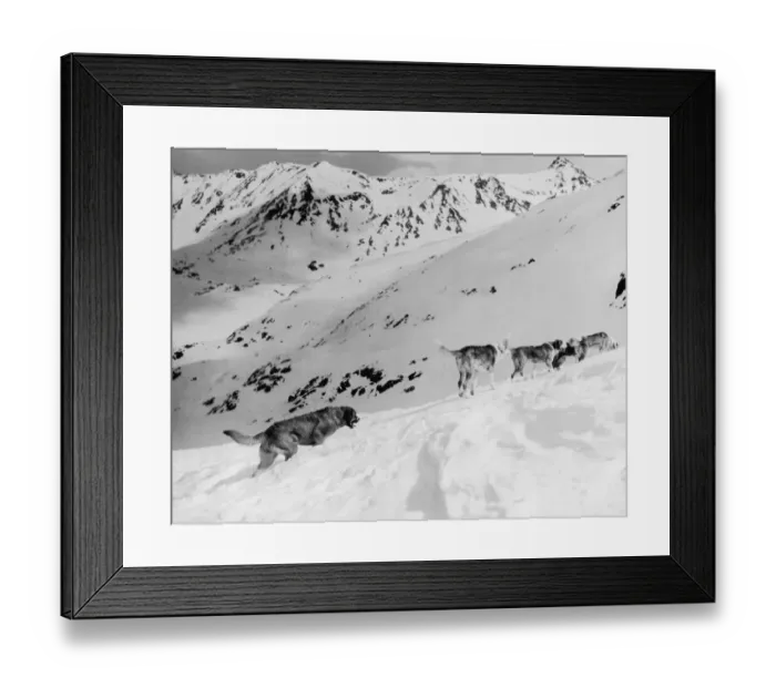 Framed Print : Canine Patrol Framed Print : Canine Patrol