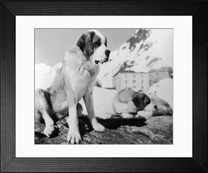 Framed Print : Canine Heroes Framed Print : Canine Heroes