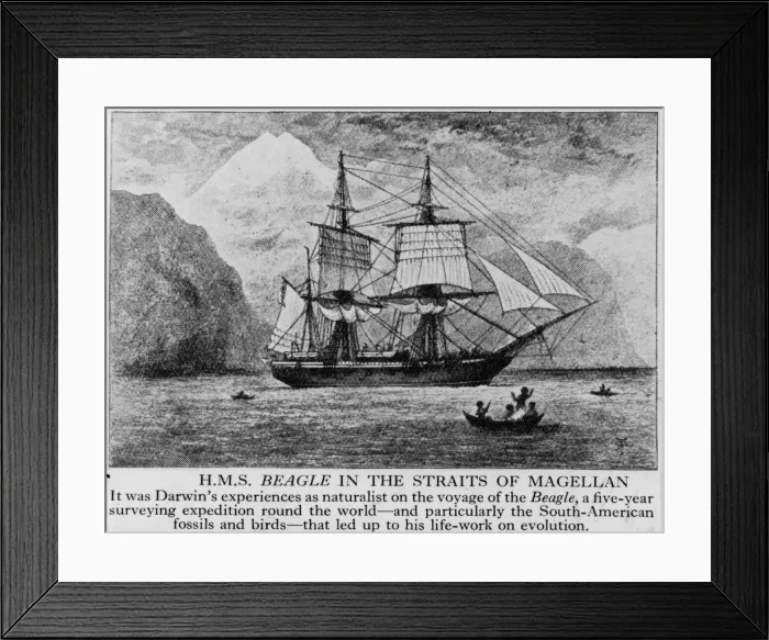 Framed Print : Voyage Of The Beagle Framed Print : Voyage Of The Beagle