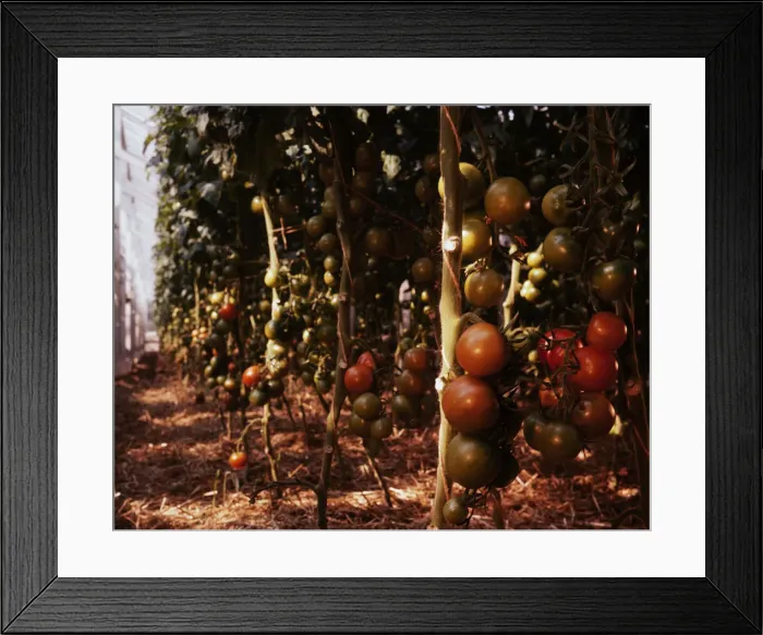 Framed Print : Jersey Tomatoes Framed Print : Jersey Tomatoes