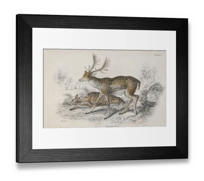 Framed Print : Fallow Deer Framed Print : Fallow Deer