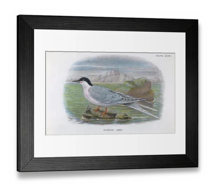 Framed Print : Roseate Tern Framed Print : Roseate Tern