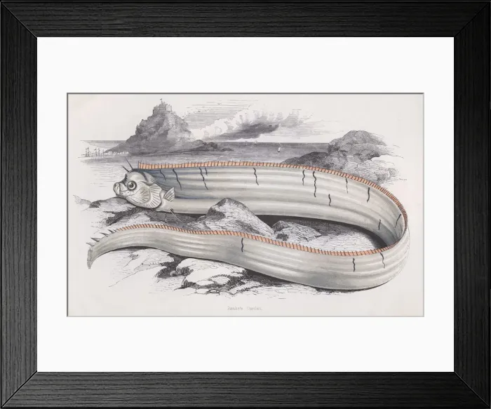 Framed Print : Banks Oarfish Framed Print : Banks Oarfish