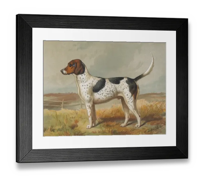 Framed Print : Foxhound. A foxhound, circa 1880. Lithograph by Vincent Brooks Day Framed Print : Foxhound. A foxhound, circa 1880. Lithograph by Vincent Brooks Day