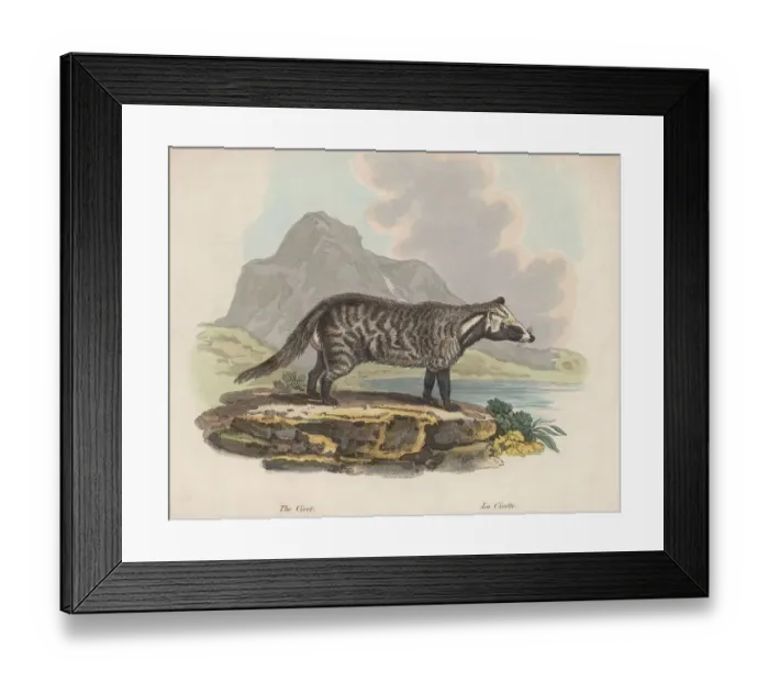 Framed Print : Civet. A civet, circa 1850. (Photo by Hulton Archive / Getty Images) Framed Print : Civet. A civet, circa 1850. (Photo by Hulton Archive / Getty Images)