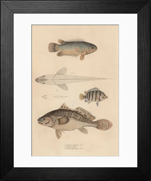 Framed Print : Fish. Various fish, including anabas spinosus, coius binotatus Framed Print : Fish. Various fish, including anabas spinosus, coius binotatus